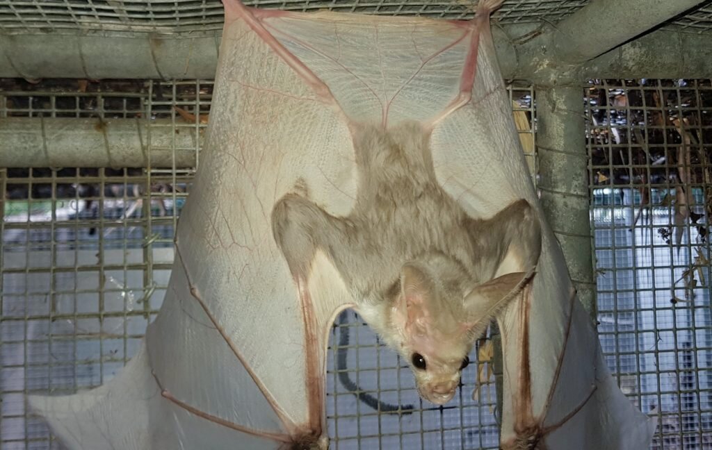 Fecal pellets and food remains reveal what ghost bats eat in the Pilbara