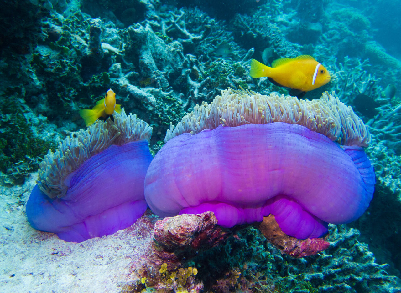 Finding 'Nemo's' family tree of anemones