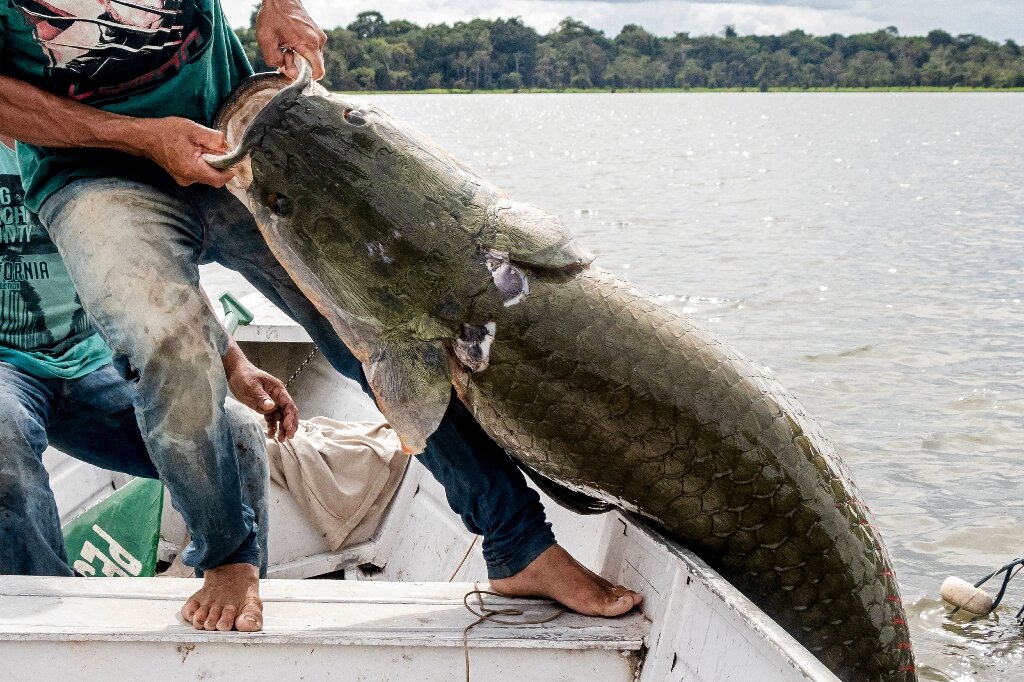 The pirarucu: the giant prized fish of the