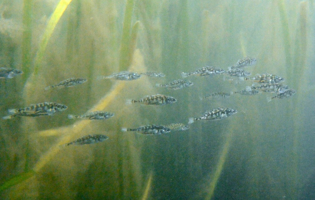 photo of Fish in California estuaries are evolving as climate change alters their habitat image