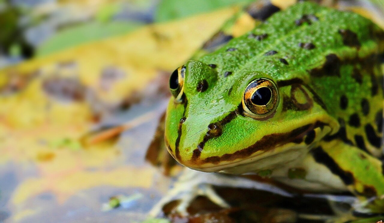 Frog population explodes in region of Vermont