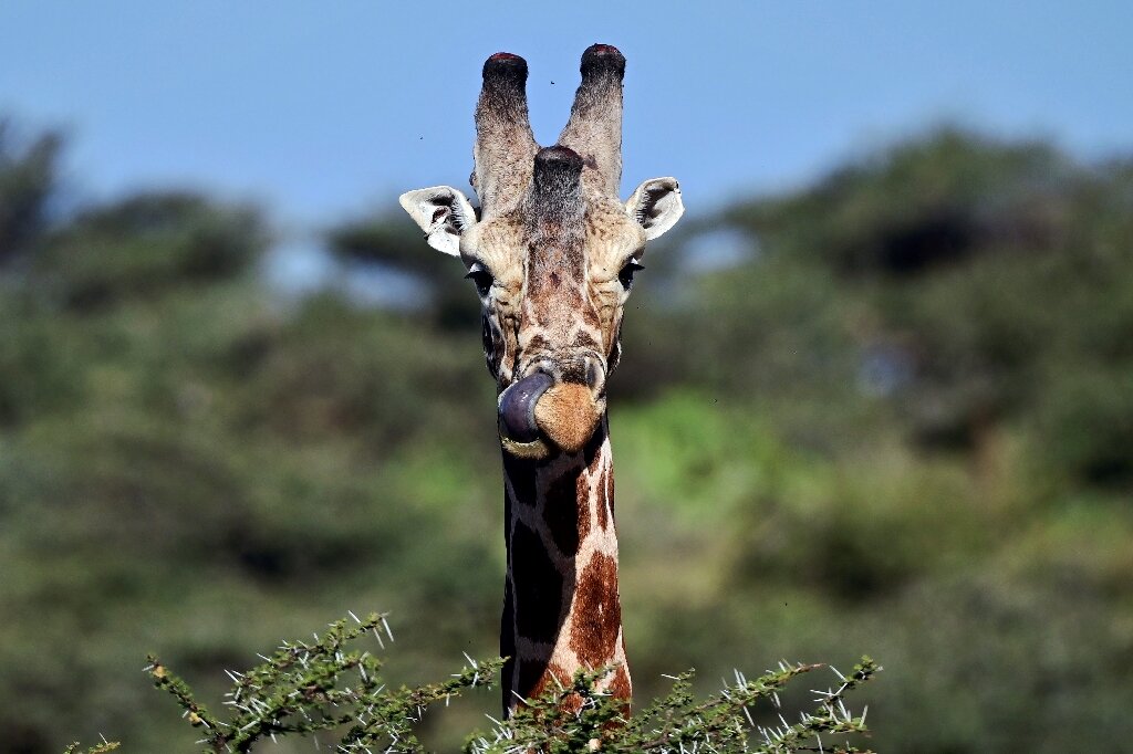 Gentle giraffes threatened with 'silent extinction'