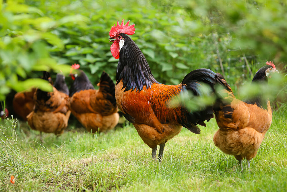Global data resource shows genetic diversity of chickens