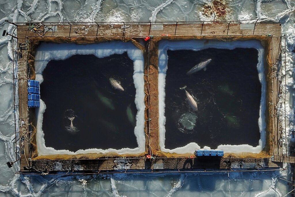 photo of Russia releases last belugas from 'whale jail' image