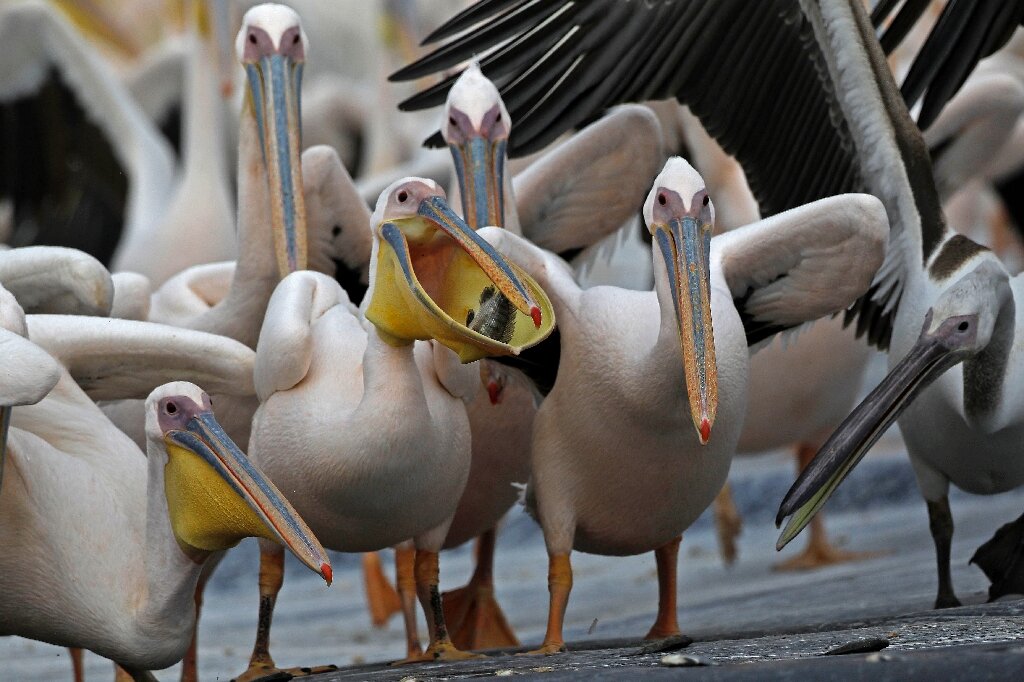 Can You Eat Pelicans 