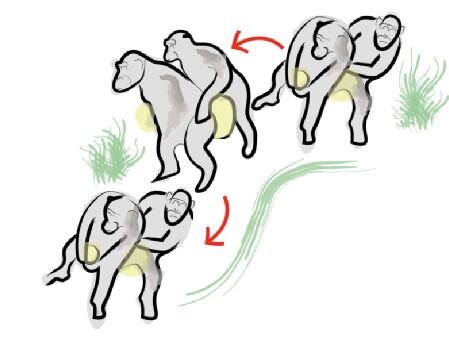 photo of How humans learnt to dance; from the Chimpanzee Conga image
