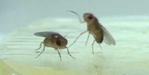 photo of How interacting with females increases aggression in male fruit flies image
