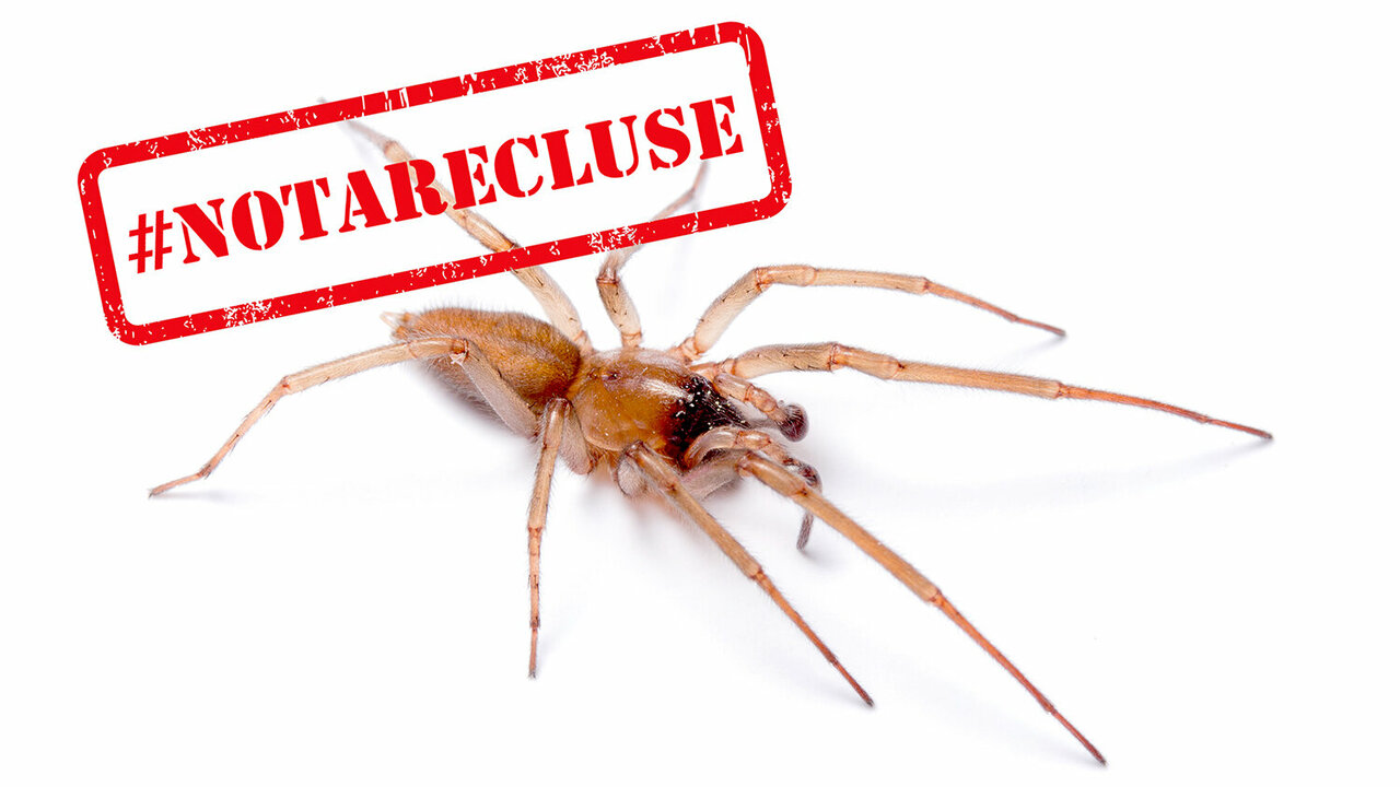 How a common house spider is mistaken for a Brown Recluse Spider