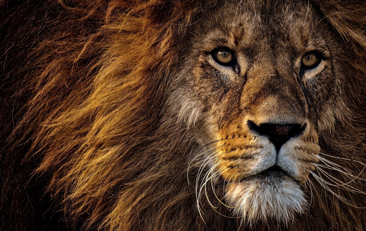 Lion genetics study uncovers major consequences of habitat fragmentation