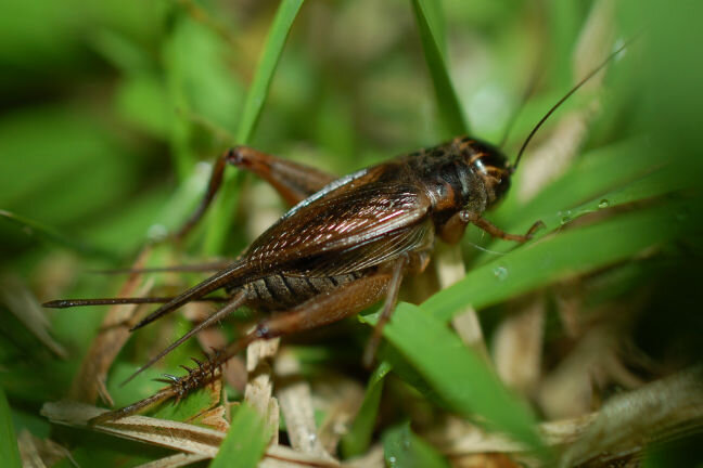 Male Crickets Losing Ability To Sing Despite Reproductive Advantage Of 