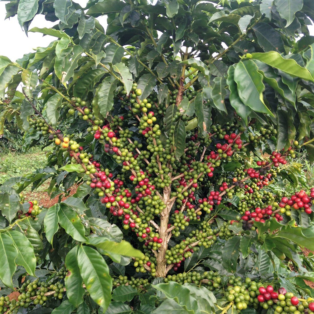 Managing the ups and downs of coffee production