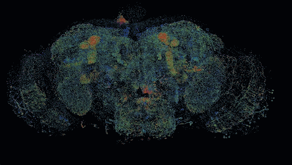 Three-day imaging captures hi-res, cinematic view of fly brain