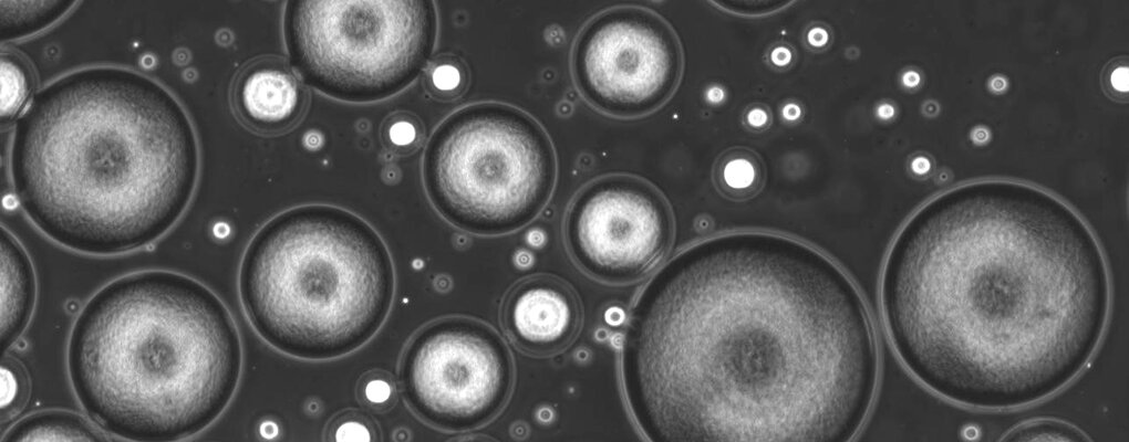 photo of Microscopic biological motors using magnetotactic bacteria image