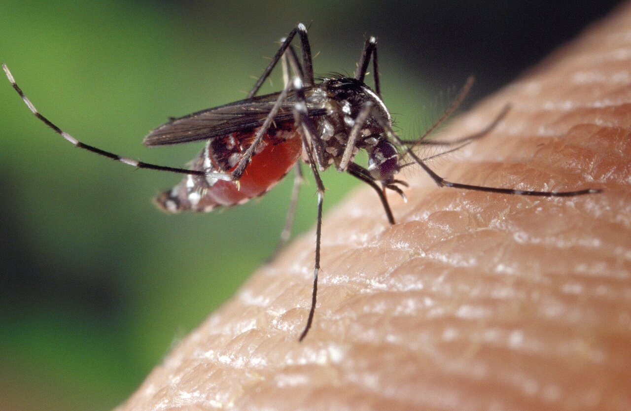 Scientists assemble new reference genomes of mosquitoes to fight malaria