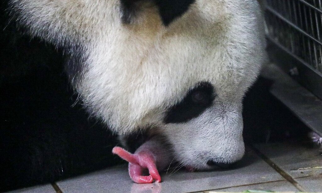 Rare Baby Panda Twins Born At Belgian Zoo