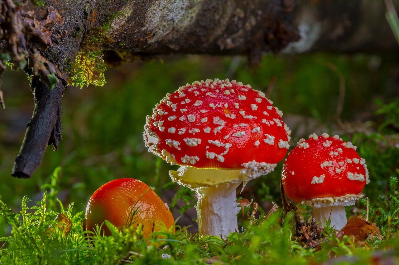 Colours of Mushrooms: Unveiling Nature's Palette