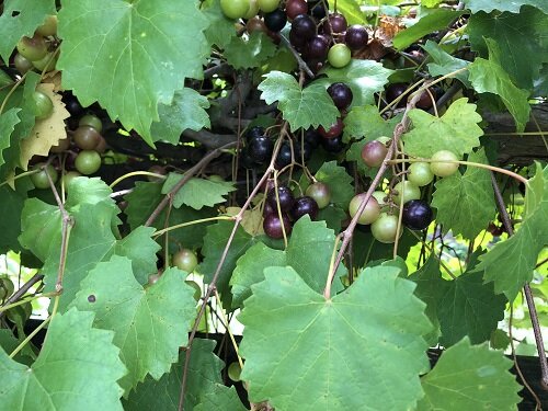 photo of New survey confirms muscadine grapes are affected by parasitic nematodes image