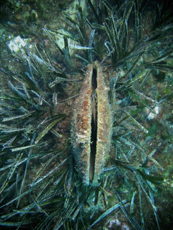 Will the noble pen shell go extinct? • Mares - Scuba Diving Blog