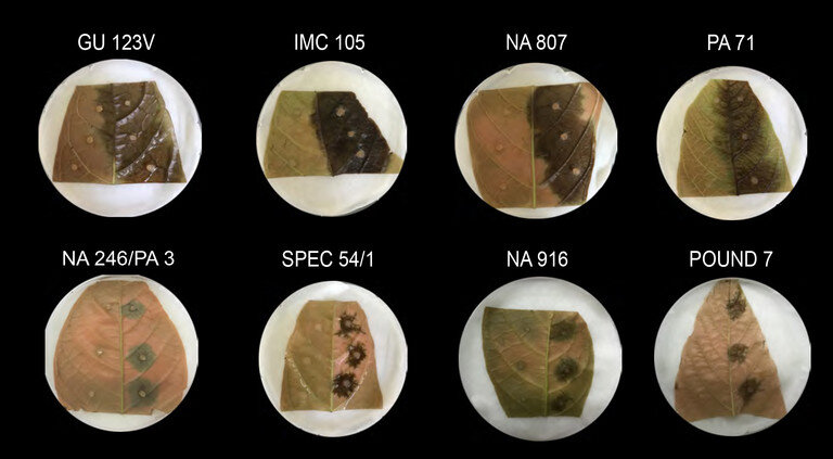 photo of Novel way to ID disease-resistance genes in chocolate-producing trees found image