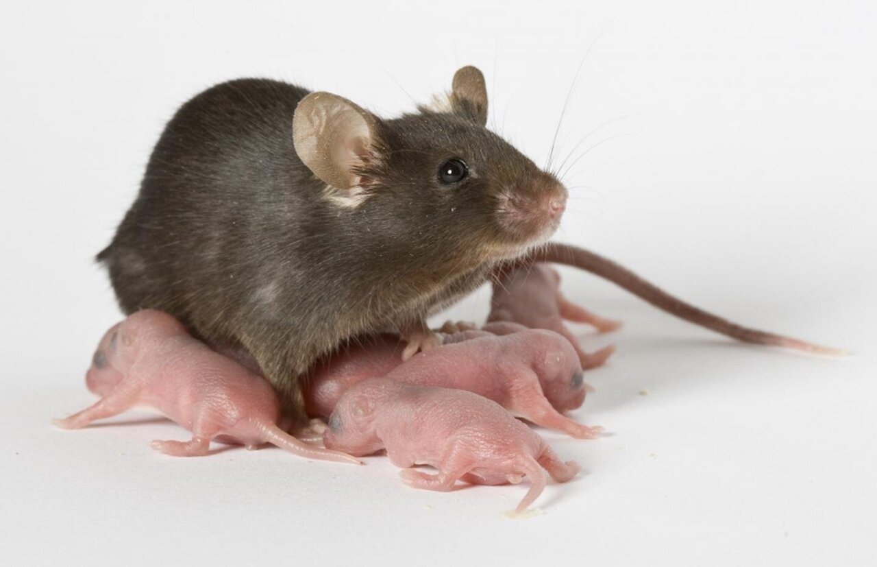 Are Mice Dangerous