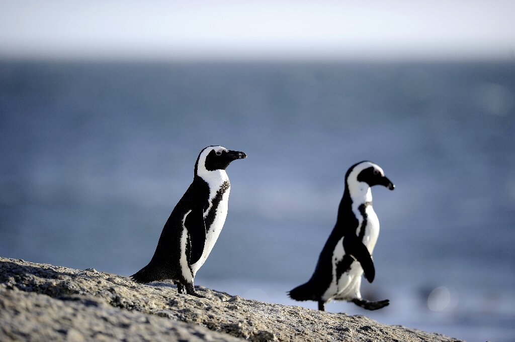 African Penguins at risk from shipping oil