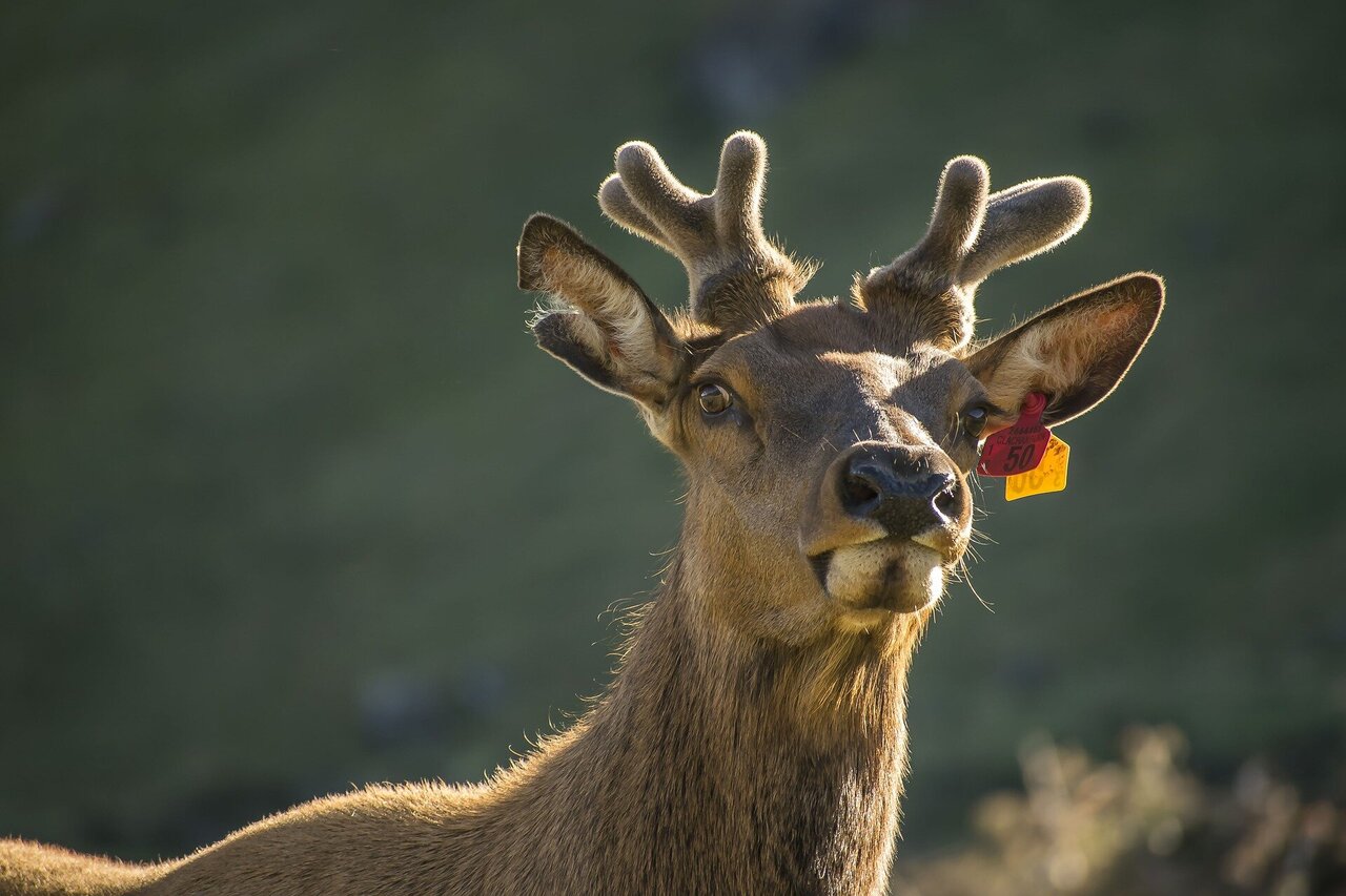 Genes behind rapid deer antler growth, hardening identified, News Center