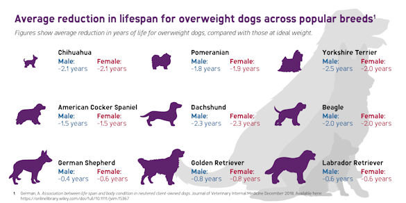 how can i increase my dogs lifespan
