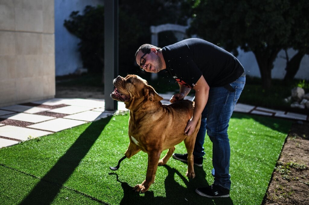 photo of Back on all fours—Ronda the dog's pioneering prosthetic surgery image