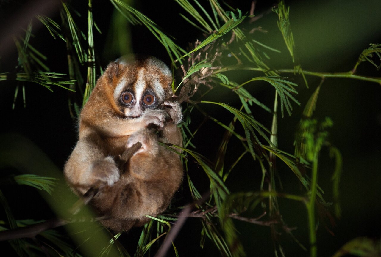 The Javan slow loris is an old species of primate, but has a rhythm of slee...