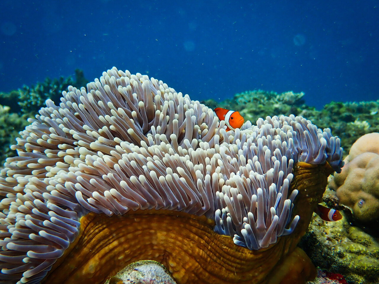Young fish can be drawn to degraded coral reefs by loudspeakers playing the...