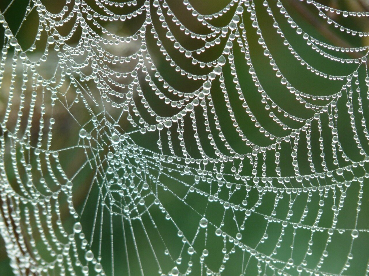 The architecture of the spider web - UABDivulga Barcelona Research