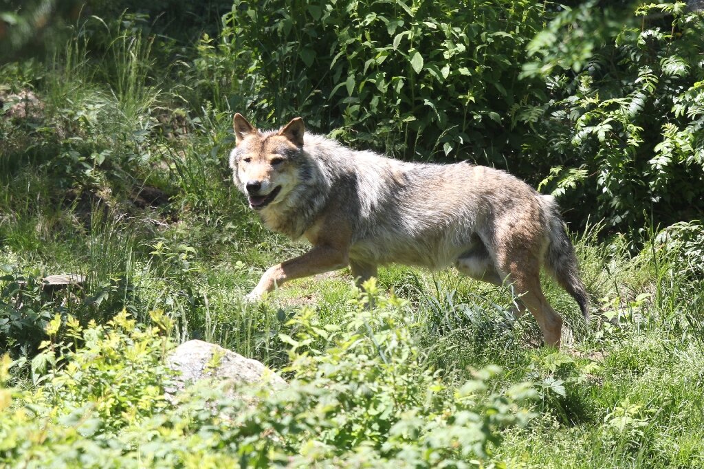 France's 'wolf brigade': Alps guards with licence to kill