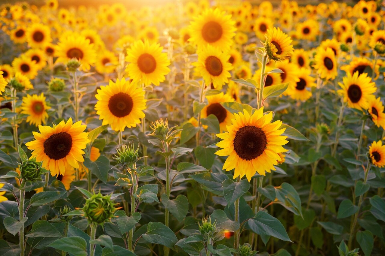 Sunflowers found to share nutrient rich soil with others of their kind