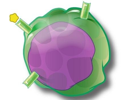 Reinvigorating ‘lost cause’ exhausted T cells could improve cancer immunotherapy