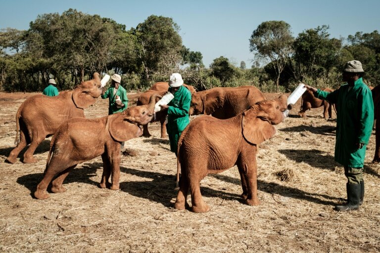 At Kenyan orphanage, baby elephants find a new life, and love