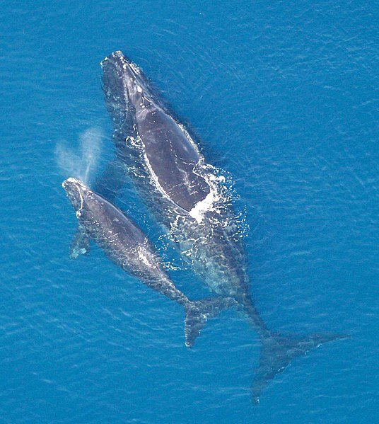 photo of The 'right' whale to save image