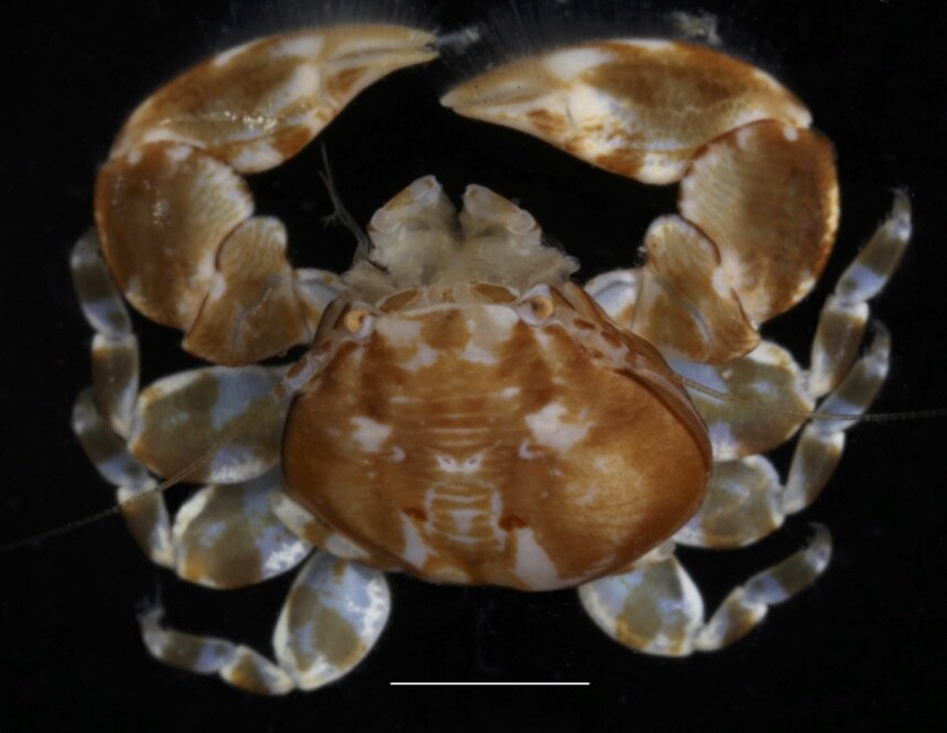 photo of Two new porcelain crab species discovered image