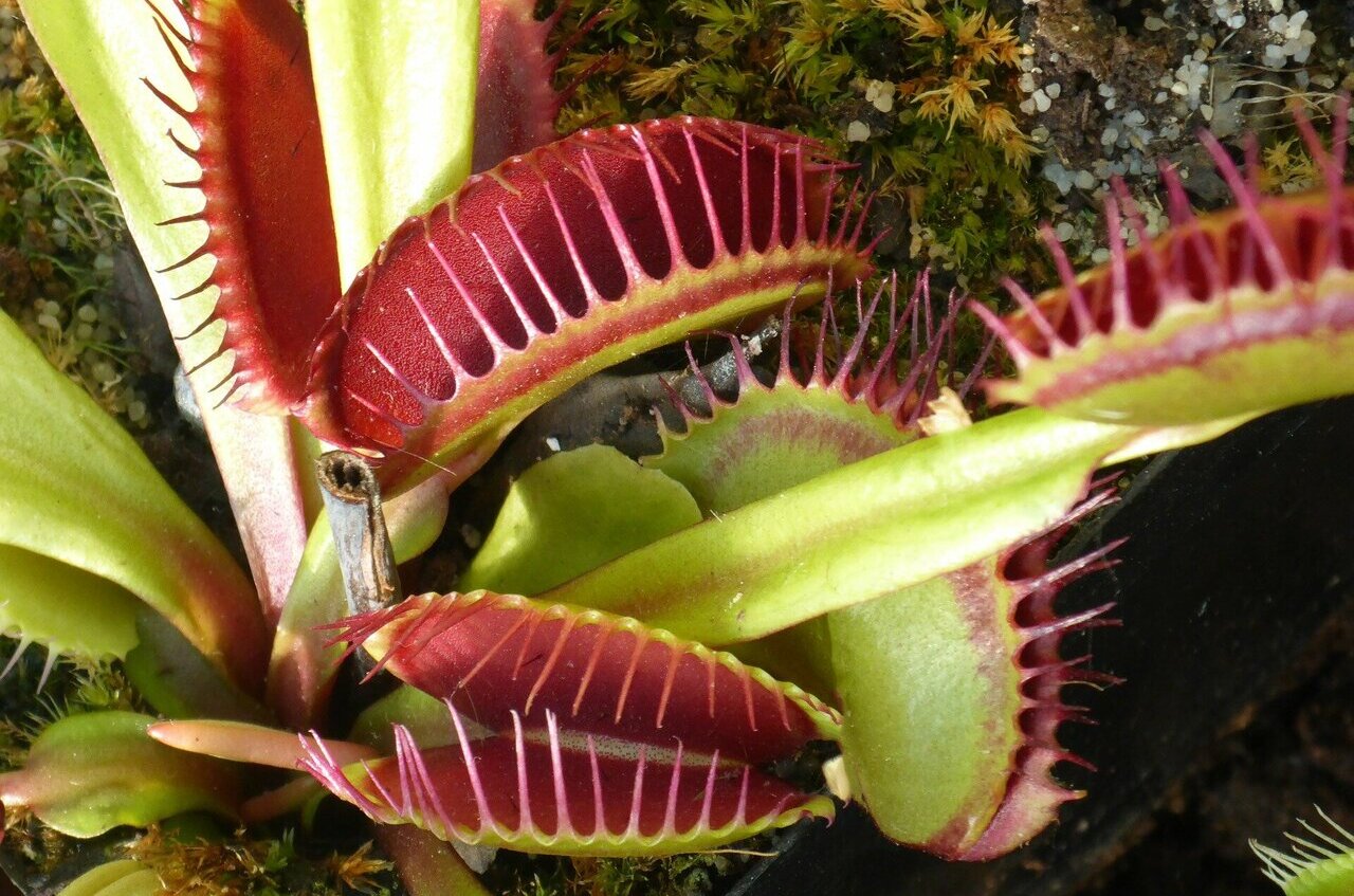 Computer-assisted Venus flytrap captures objects on demand.
