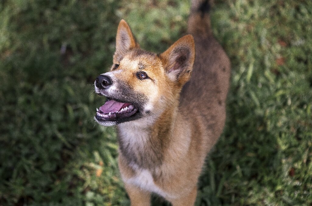 bruser Boost Portræt Lost pup turns out to be a rare purebred dingo