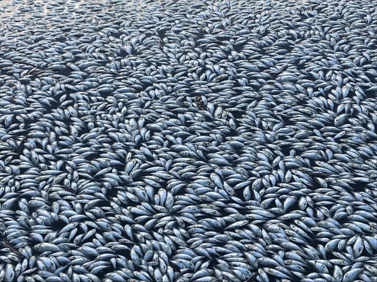 Numerisk chance Optimisme Sea of white: 'Hundreds of thousands' of fish dead in Australia