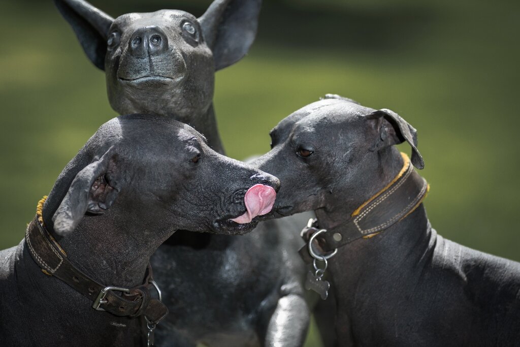 Revered By Aztecs Mexican Hairless Dog In Style Again In Hipster Era