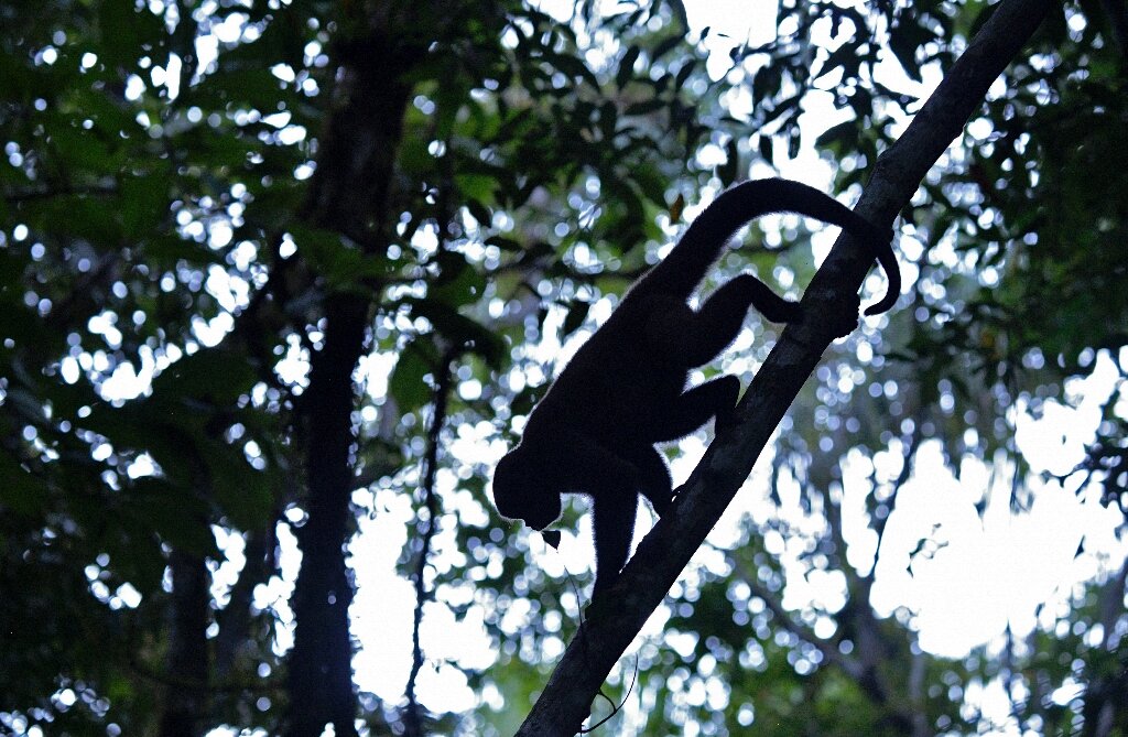 Saving The Amazon S Orphan Monkeys