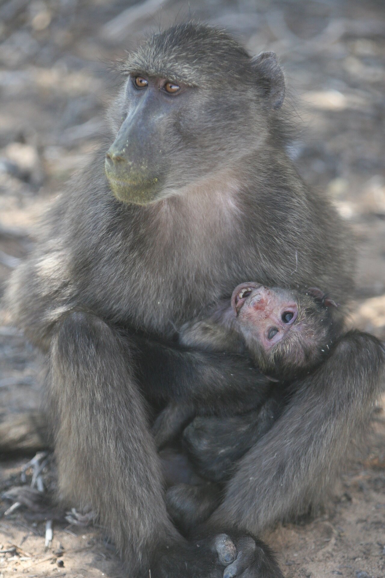 mommy and babby baboons