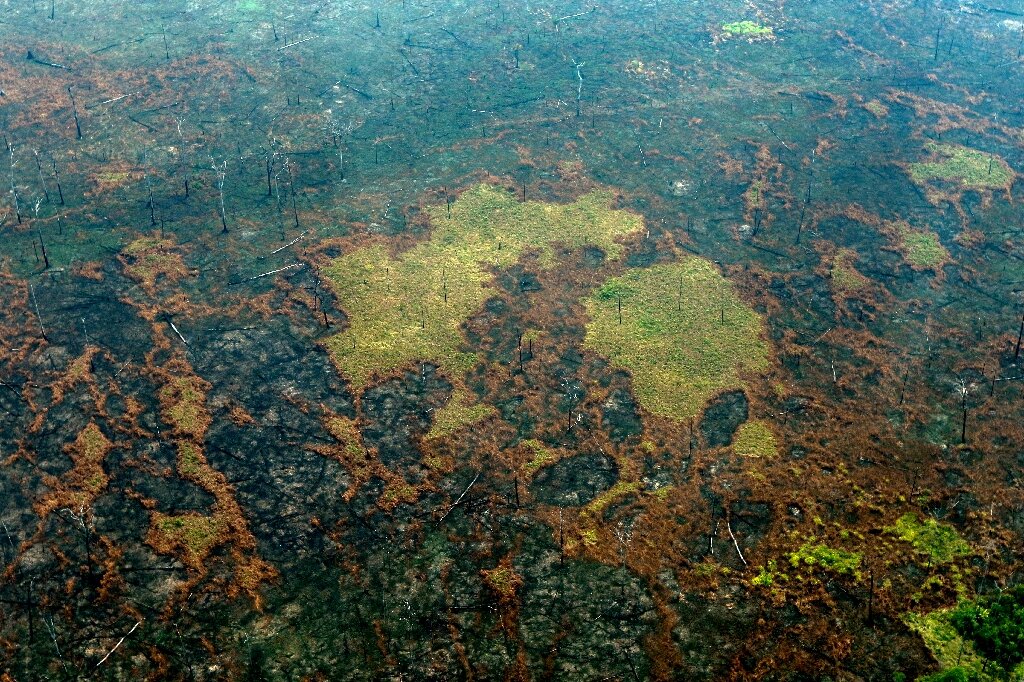 Deforestation Wiped Out 8 Of Amazon In 18 Years Study