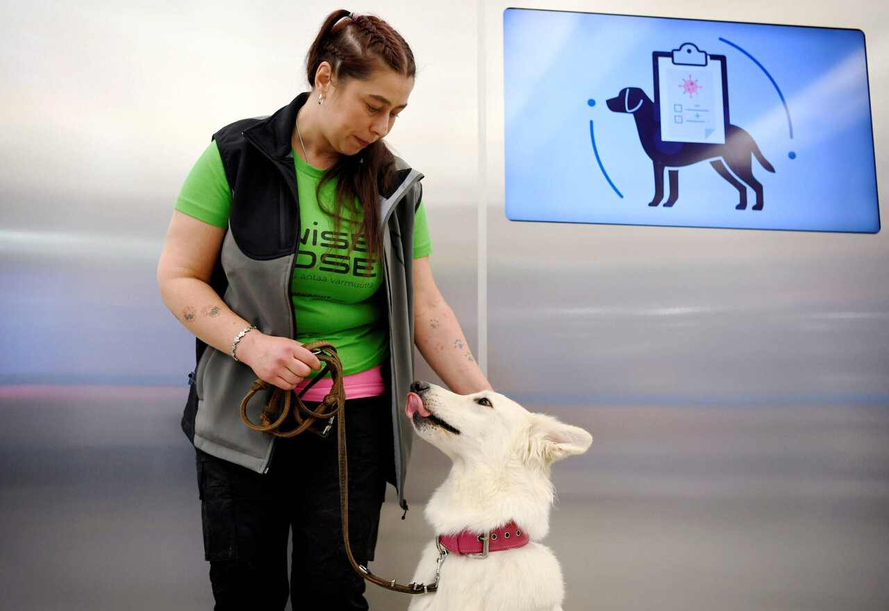 what are airport dogs sniffing for