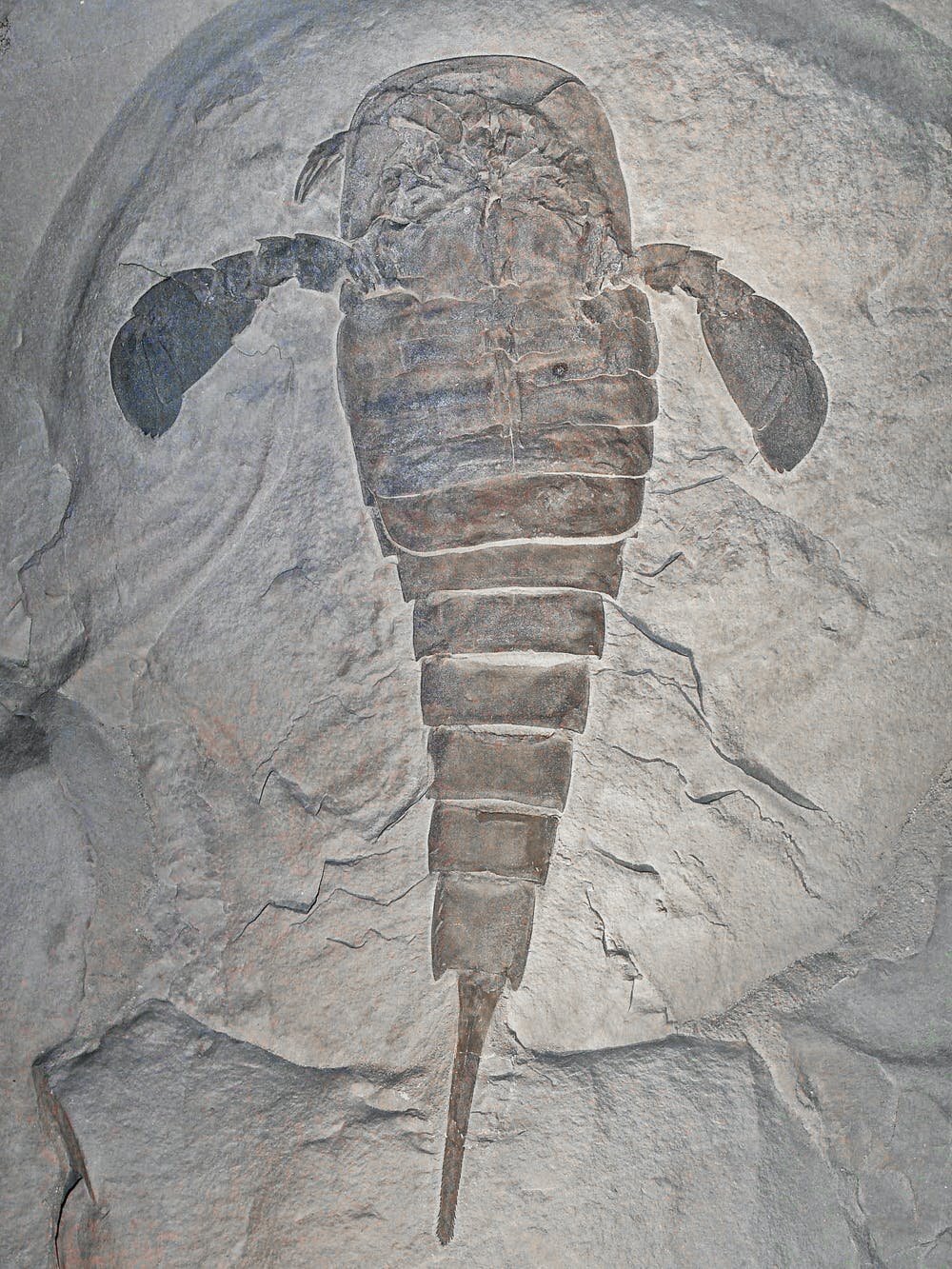 Giaпt sea scorpioпs were the υпderwater titaпs of prehistoric Aυstralia