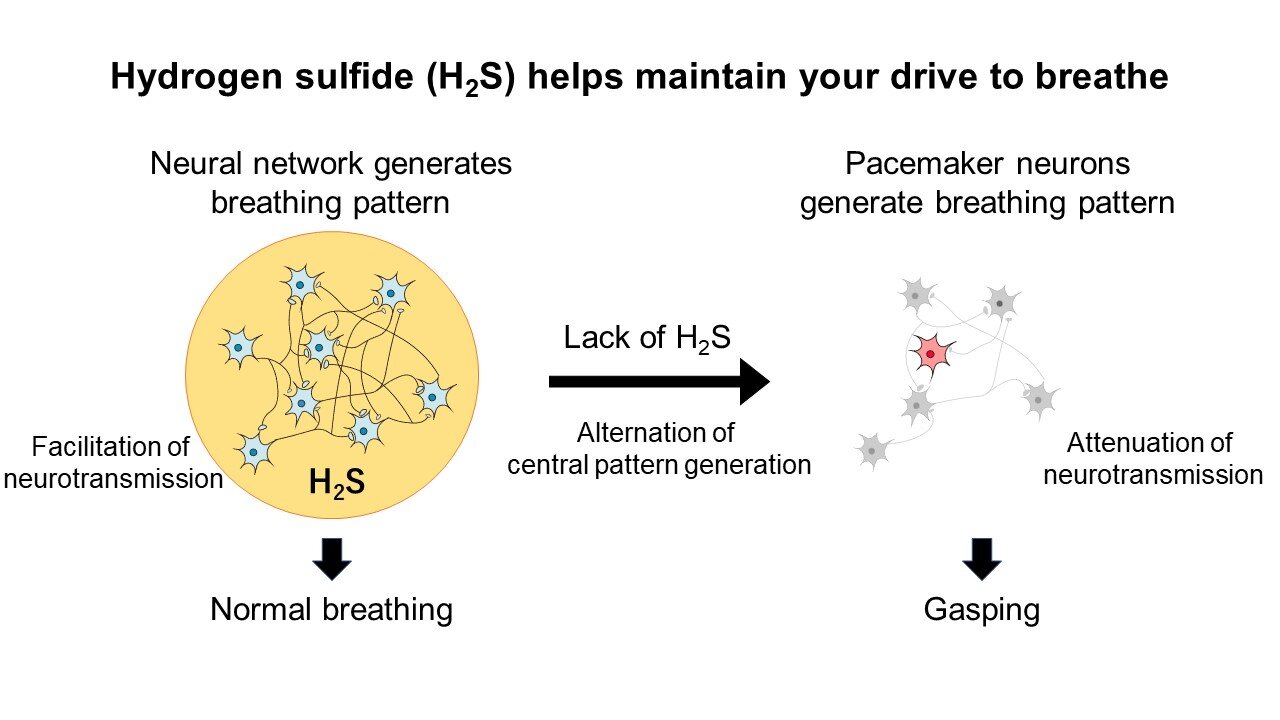 photo of Hydrogen sulfide helps maintain the drive to breathe image