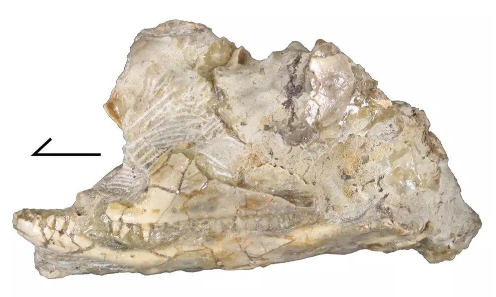 Lizard skull fossil is new and 'perplexing' extinct species