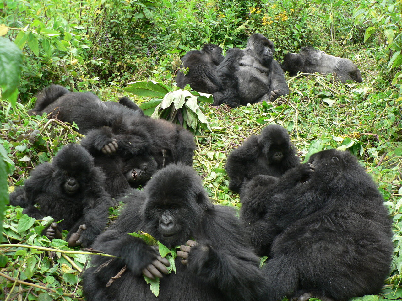 Mountain gorillas are good neighbours—up to a point