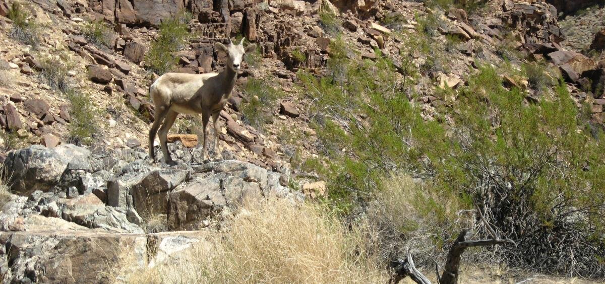 Identifying Vulnerable Mountain Goat Populations (U.S. National Park  Service)